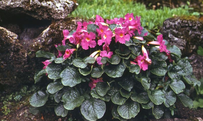 INCARVILLEA mairei - инкарвилея розова (1475)